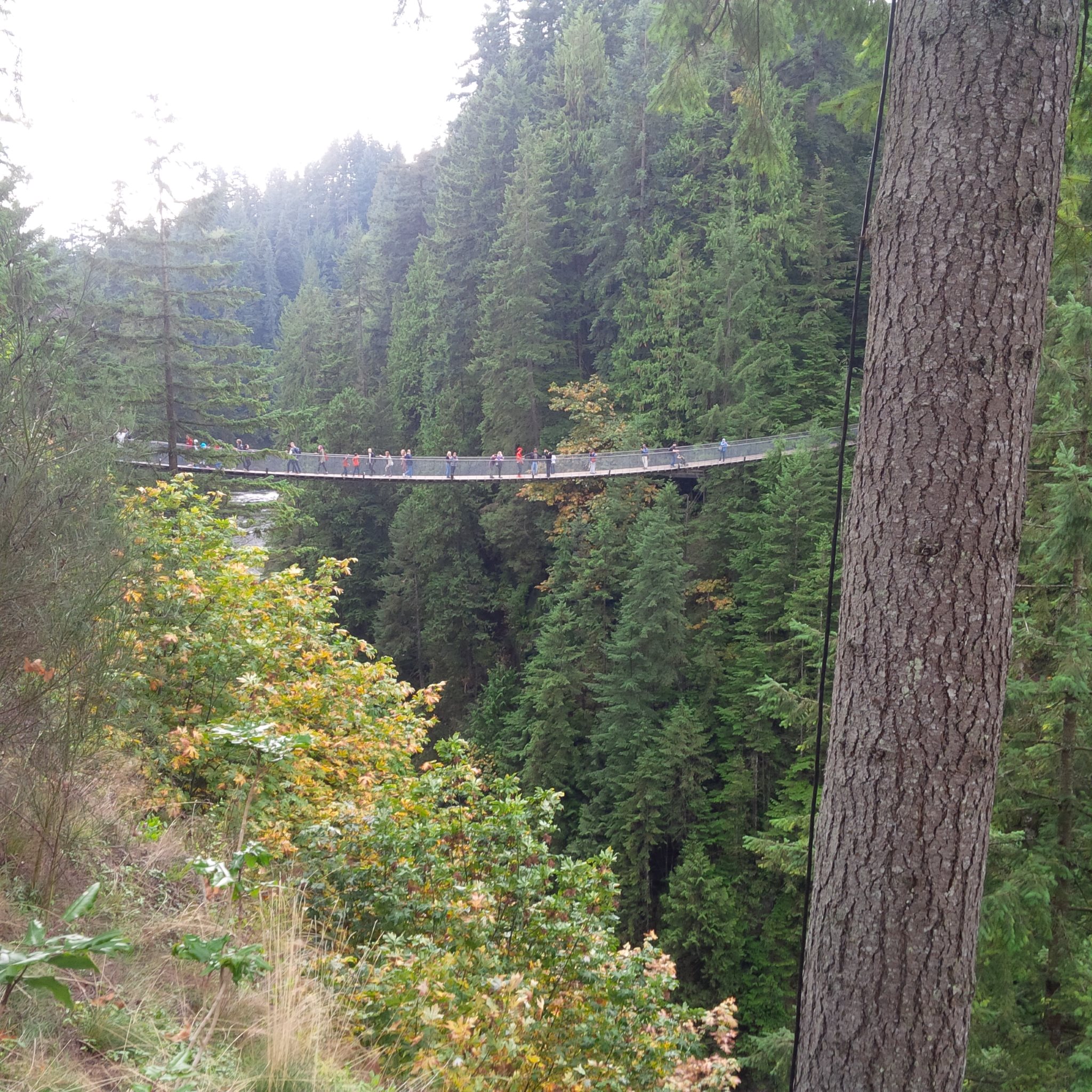 Capilano Bridge Semester Abroad Canada