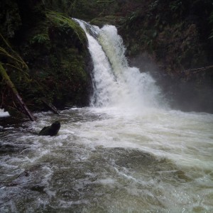 Goldstream Park_1