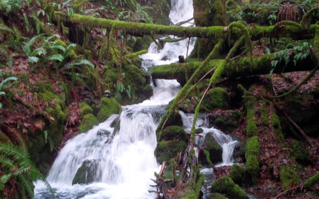 Goldstream Park – Auslandssemester Kanada