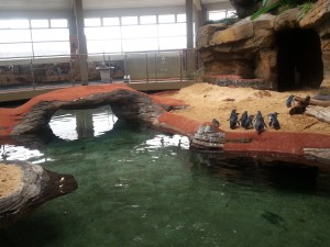 Pinguine Sea Life