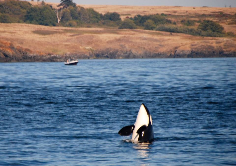 Whale Watching und ein Tag in Victoria – Auslandssemester Kanada