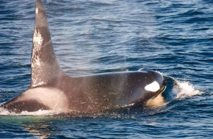 Whale Watching&Victoria_2