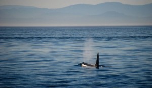 Whale Watching&Victoria_3