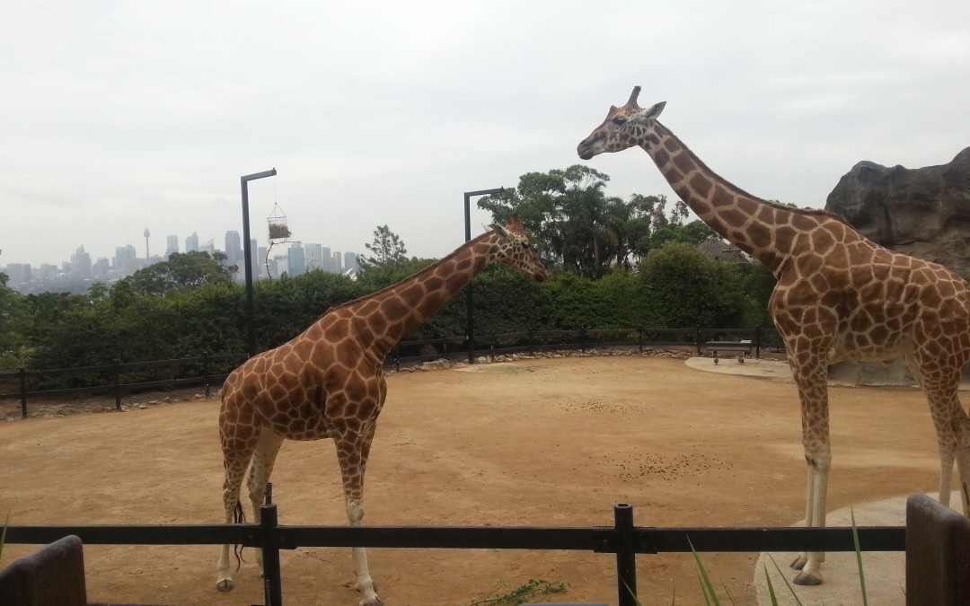 Taronga Zoo – Semester Abroad Australia