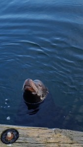 Eastern Sea Lion_Sabrina Haible_klein
