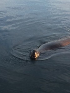 Sea Lion Waterfront_Sabrina Haible