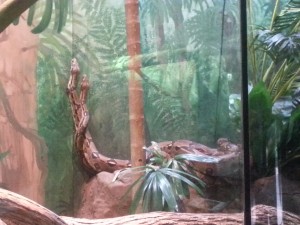 Snakes in Tarangoo Zoo