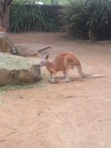 Tarangoo Zoo Australian Kangaroos