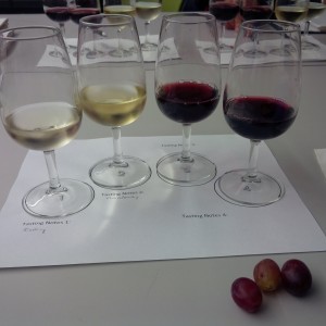 Wine Tasting_Beginning