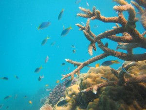 International Cultural Immersion Program, Great Barrier Reef_klein