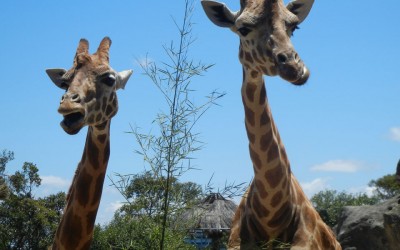 Mes meilleurs moments à Sydney – Semestre en Australie