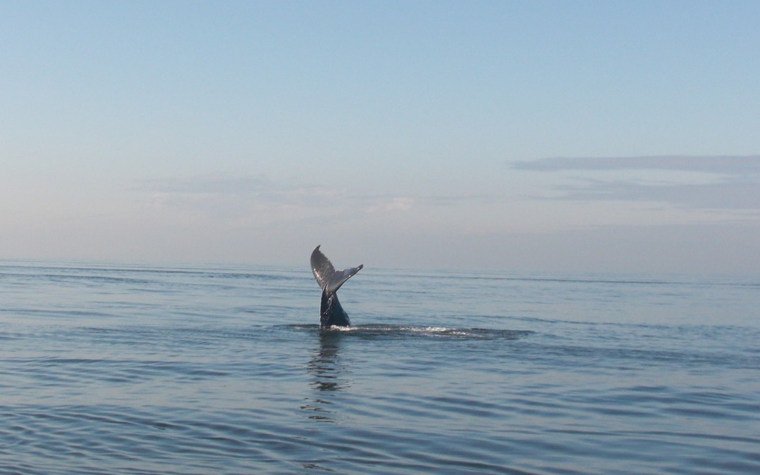 Whale watching: ein unvergessliches Erlebnis – Auslandssemester Kanada