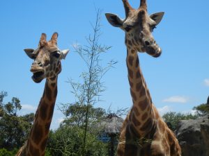 Man erkennt zwei ausgewachsene Giraffen, die in die Kamera blicken